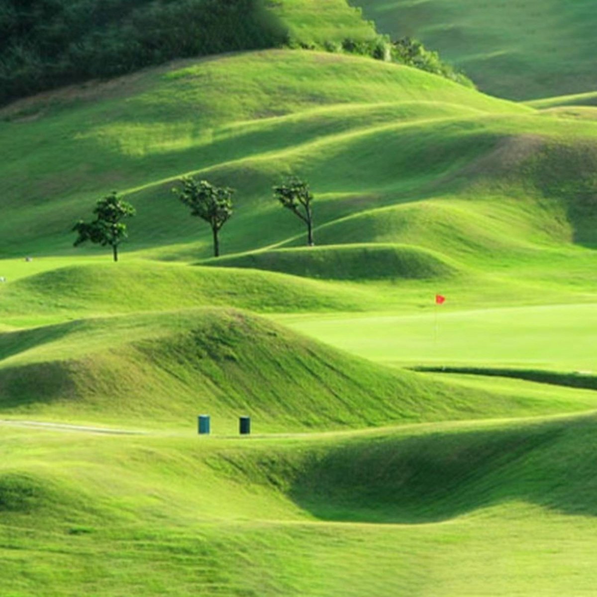 Mata z Nasionami Trawy do Szybkiej Instalacji – Biodegradowalna, Całoroczna Ochrona Trawnika 2